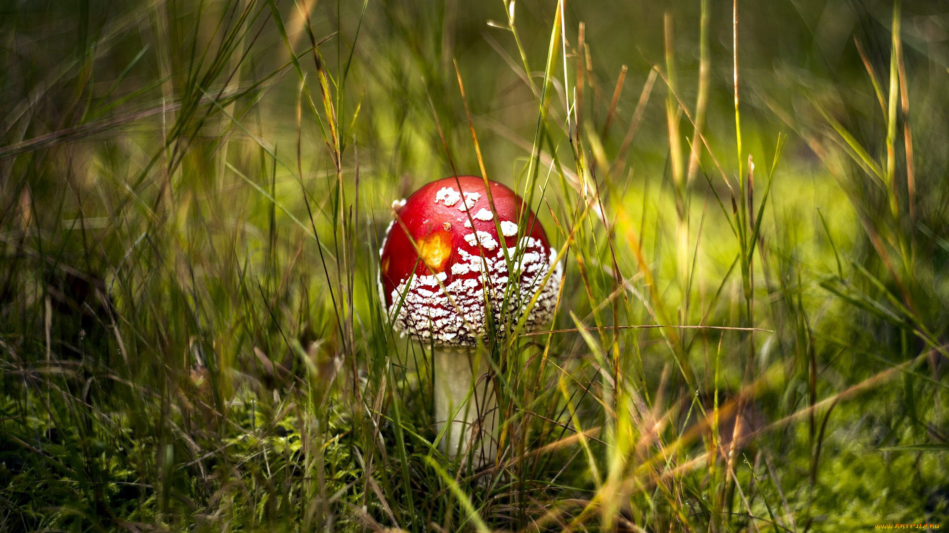 природа, грибы, , мухомор, мухомор