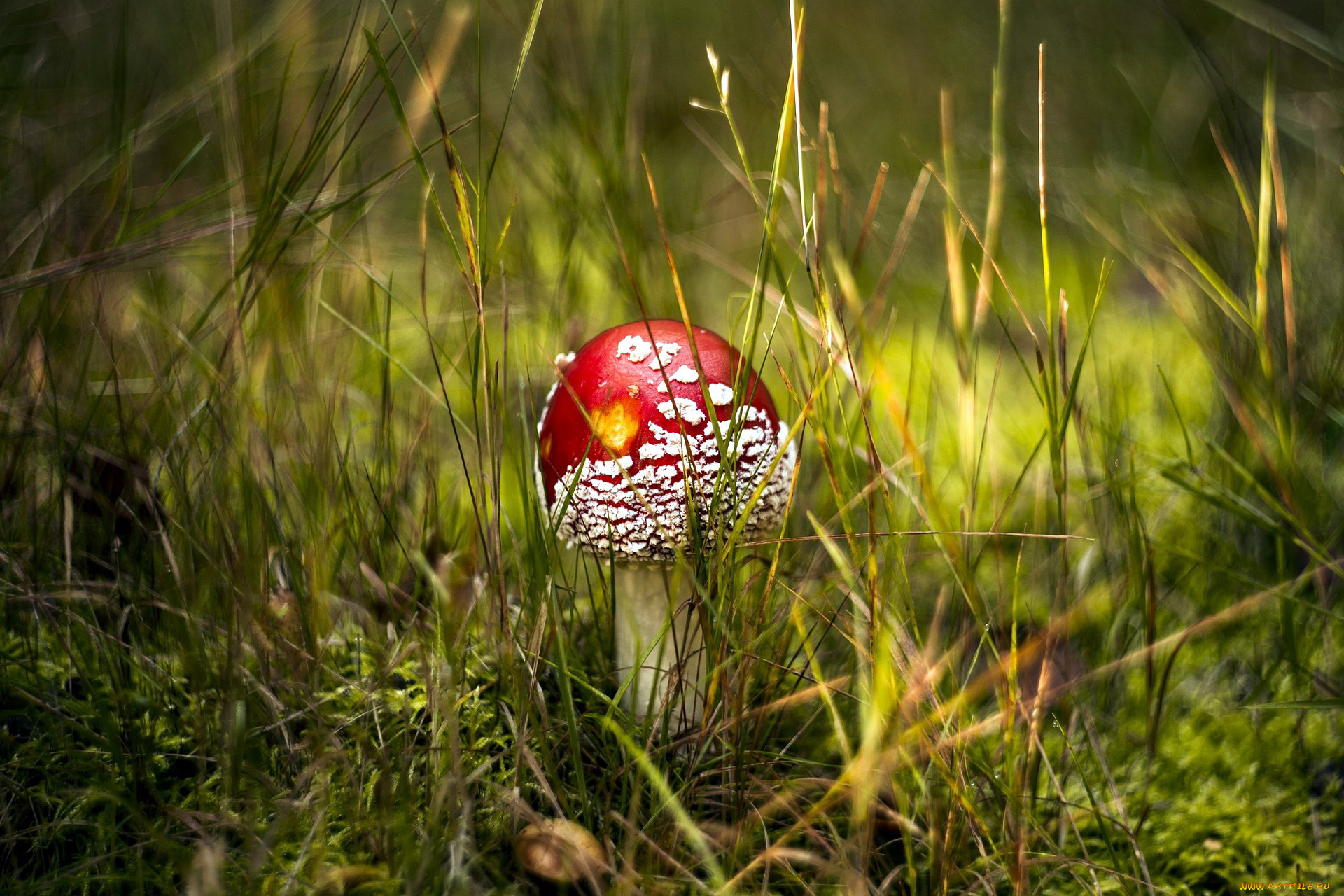 природа, грибы, , мухомор, мухомор