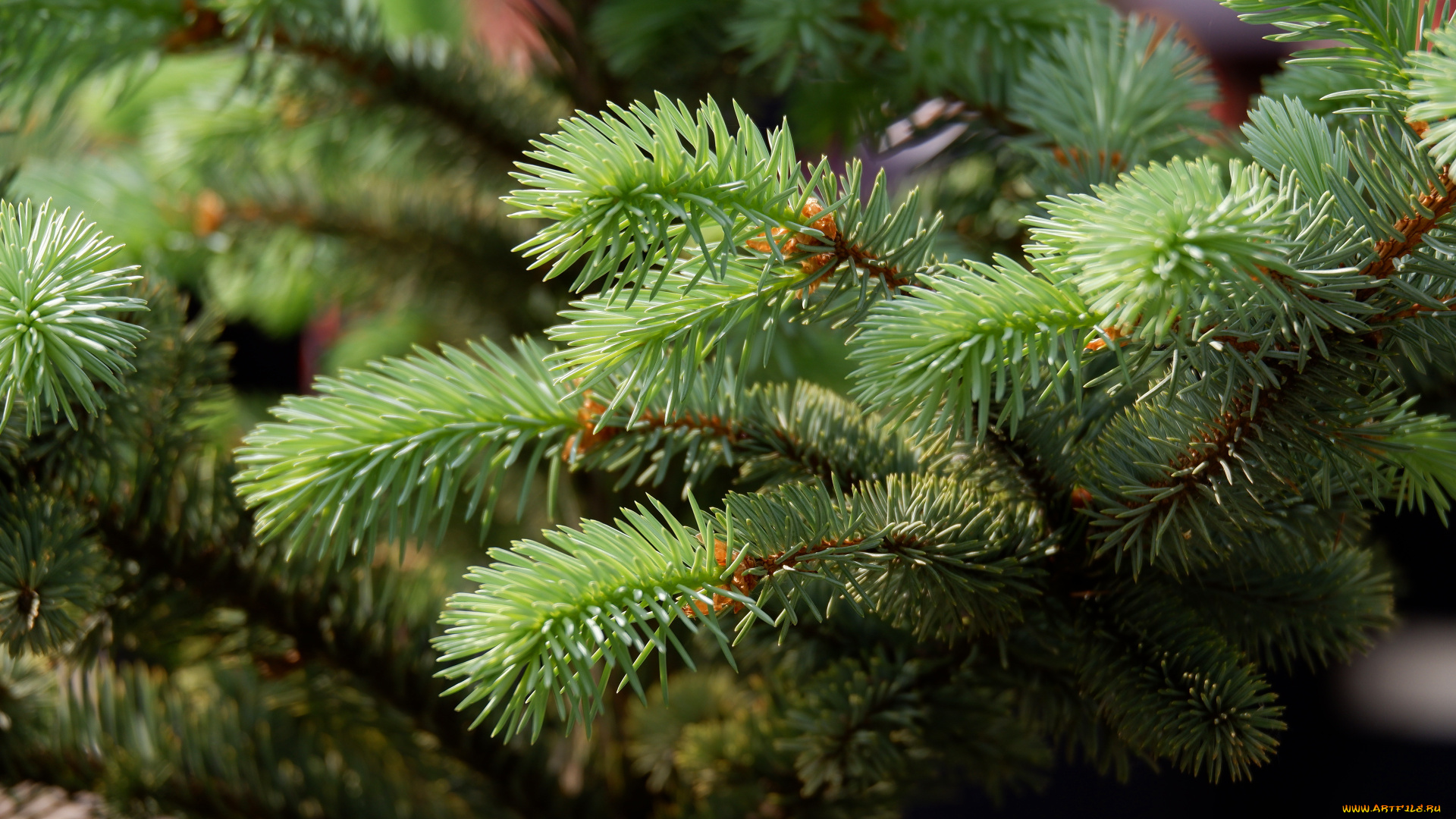 природа, деревья, ветки, хвоя, хвойные, боке