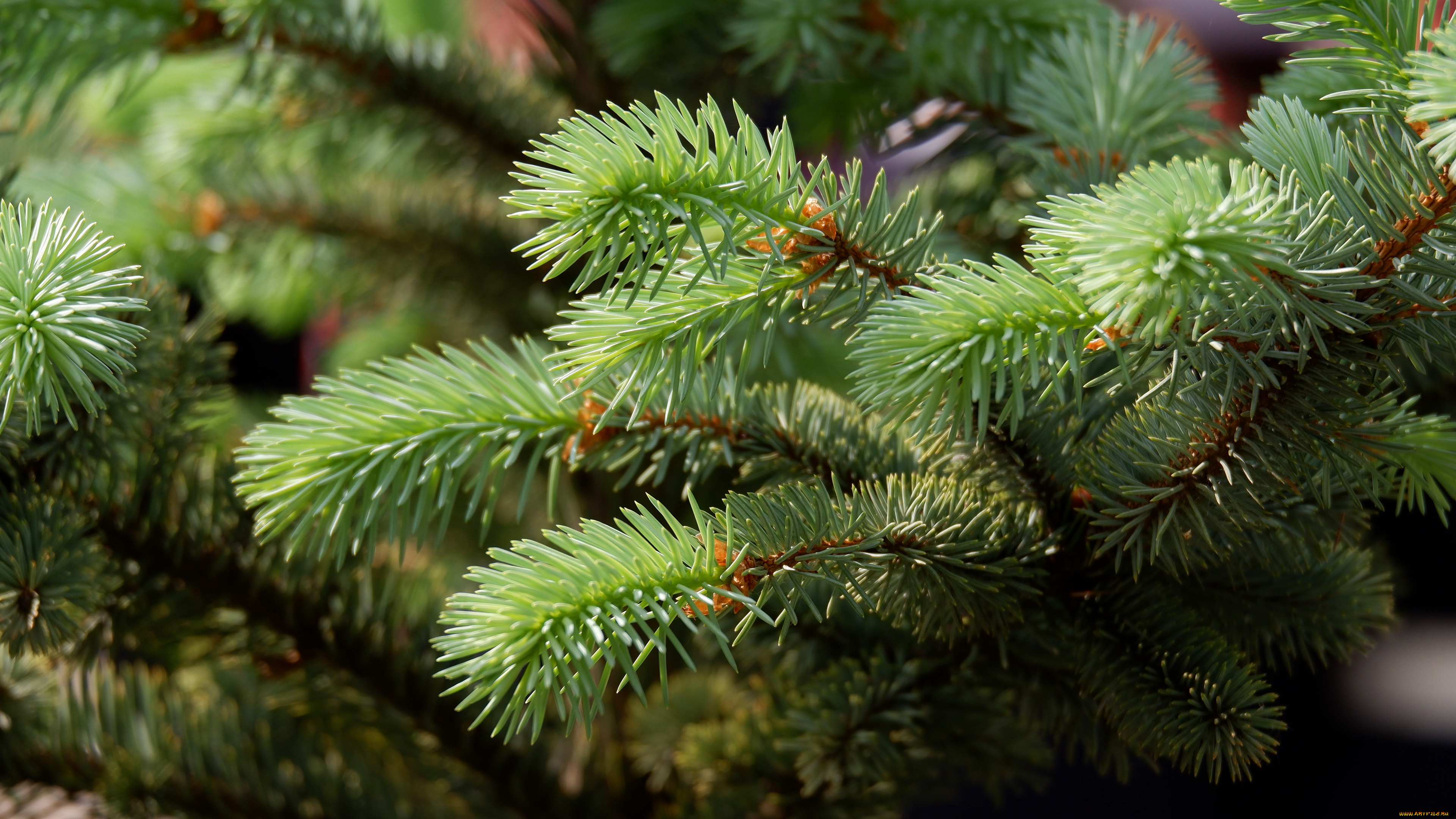 природа, деревья, ветки, хвоя, хвойные, боке