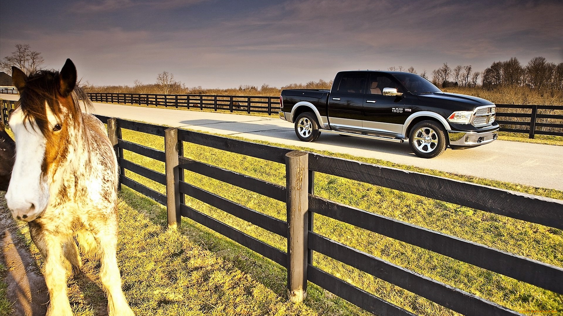 автомобили, ram, пикап, черный, дрога, лошадь, изгородь