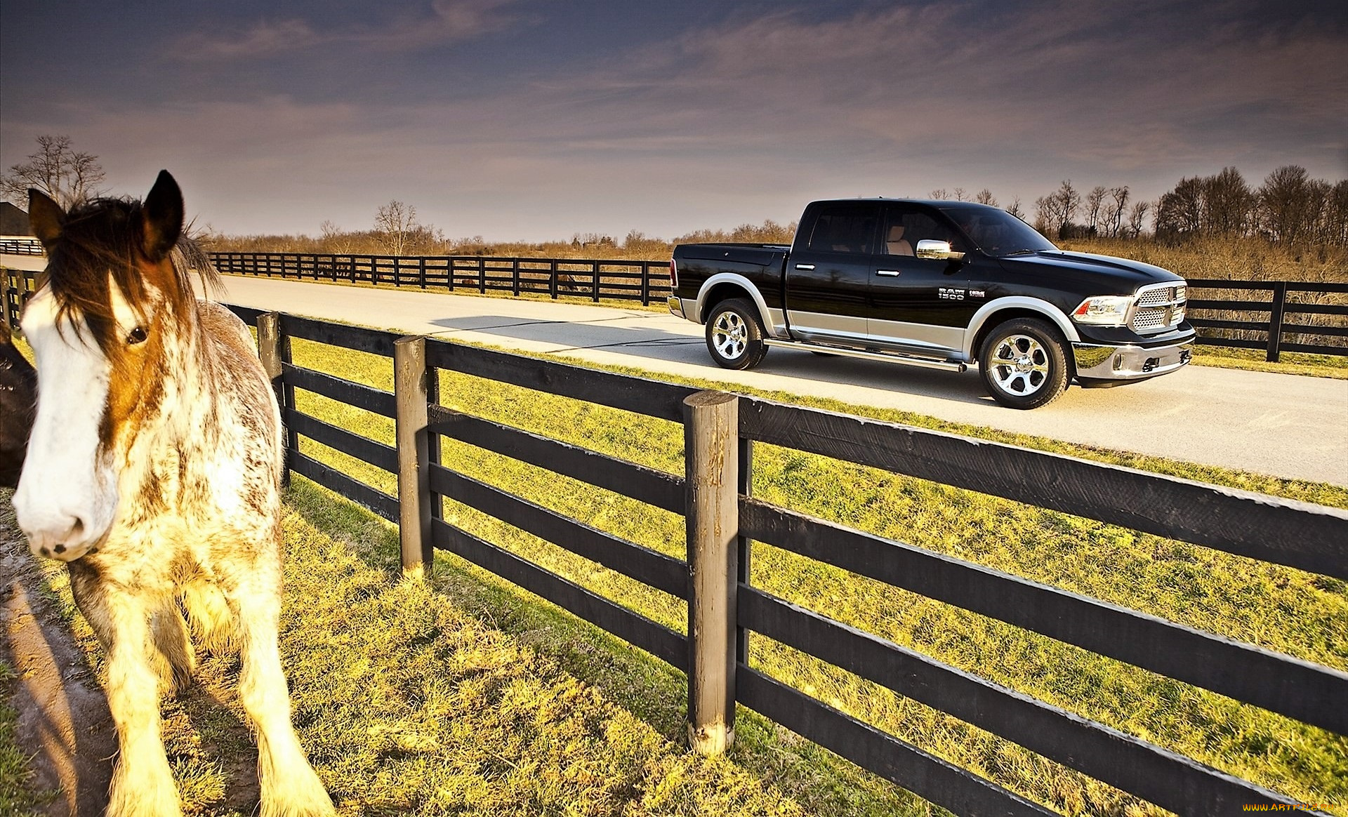 автомобили, ram, пикап, черный, дрога, лошадь, изгородь