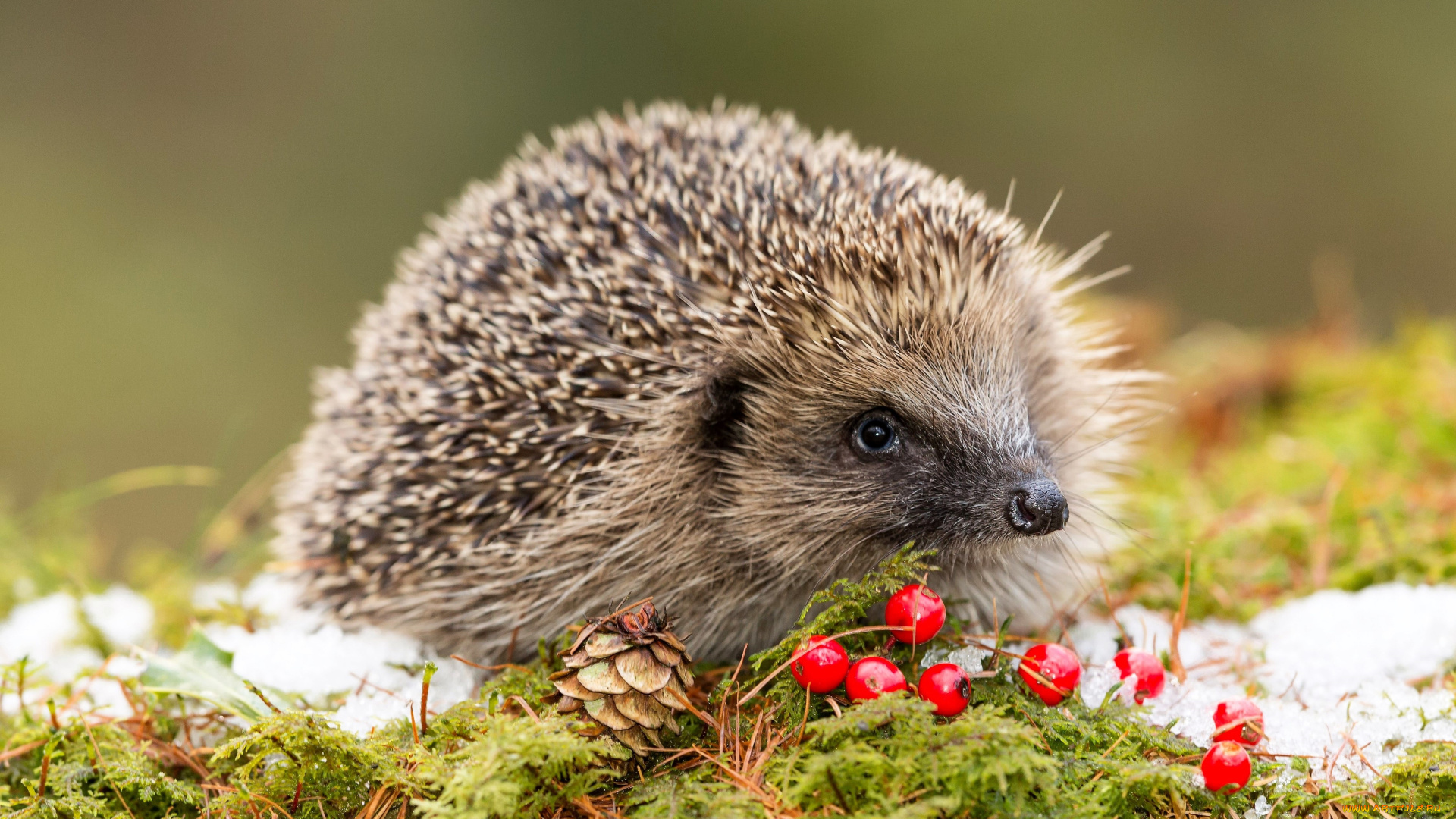 животные, ежи, ёж, трава, ягоды