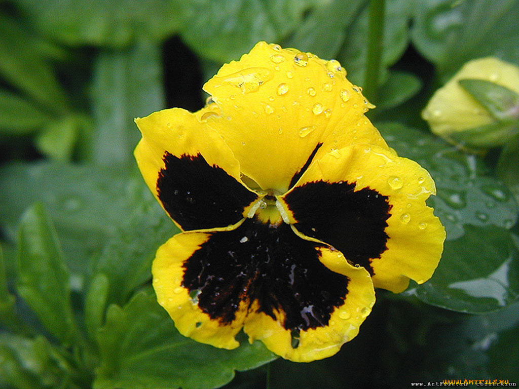 цветы, анютины, глазки, садовые, фиалки