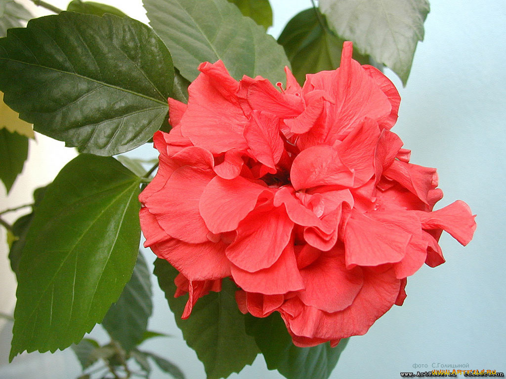 цветы, гибискусы