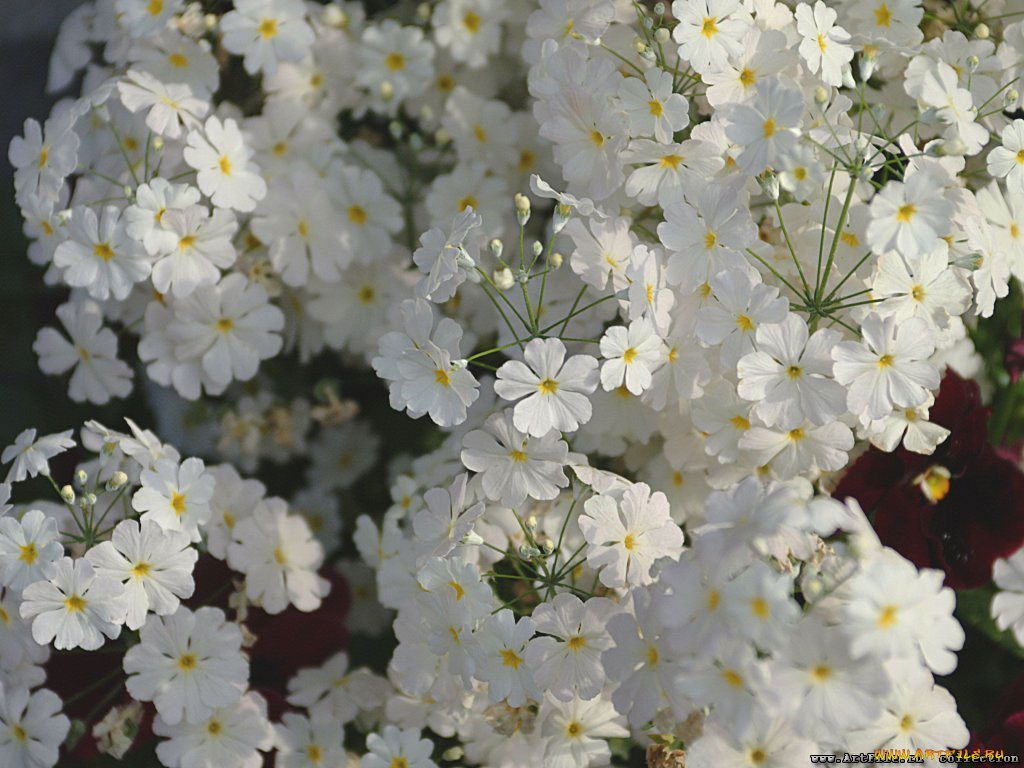 цветы, лантана, вербена