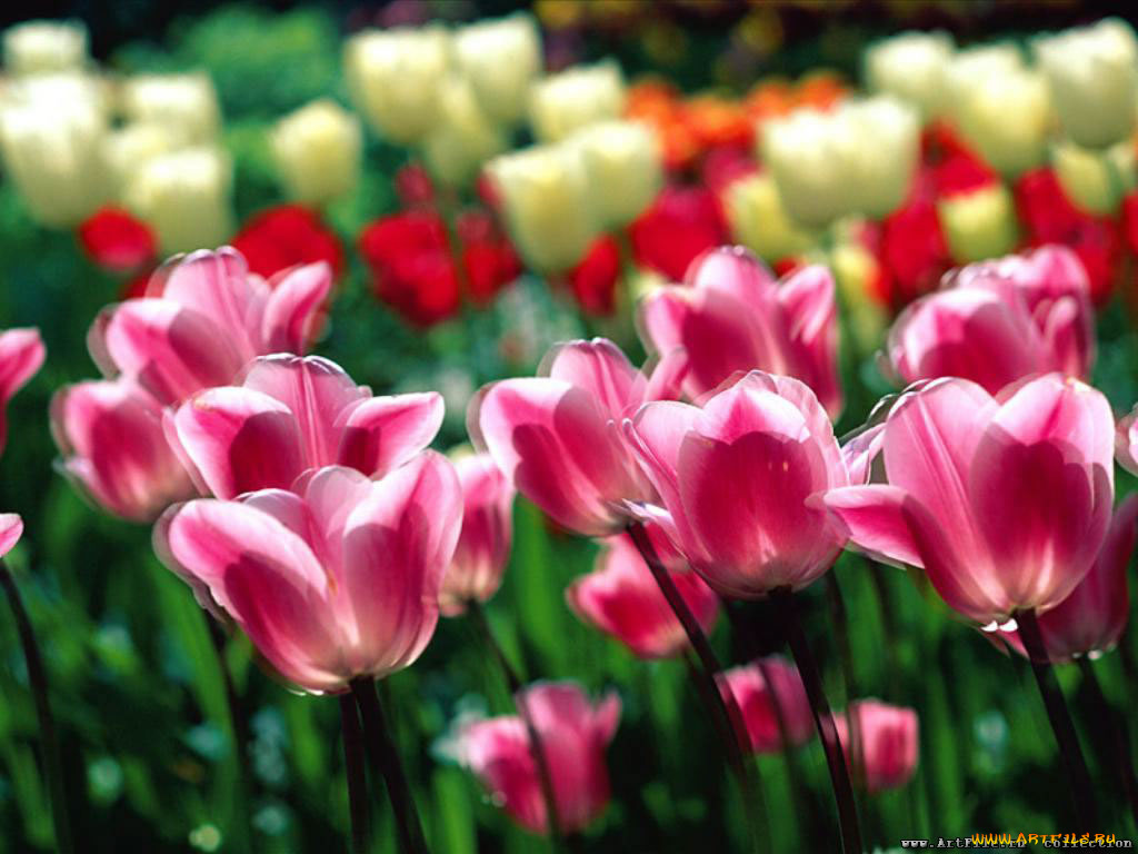 цветы, тюльпаны