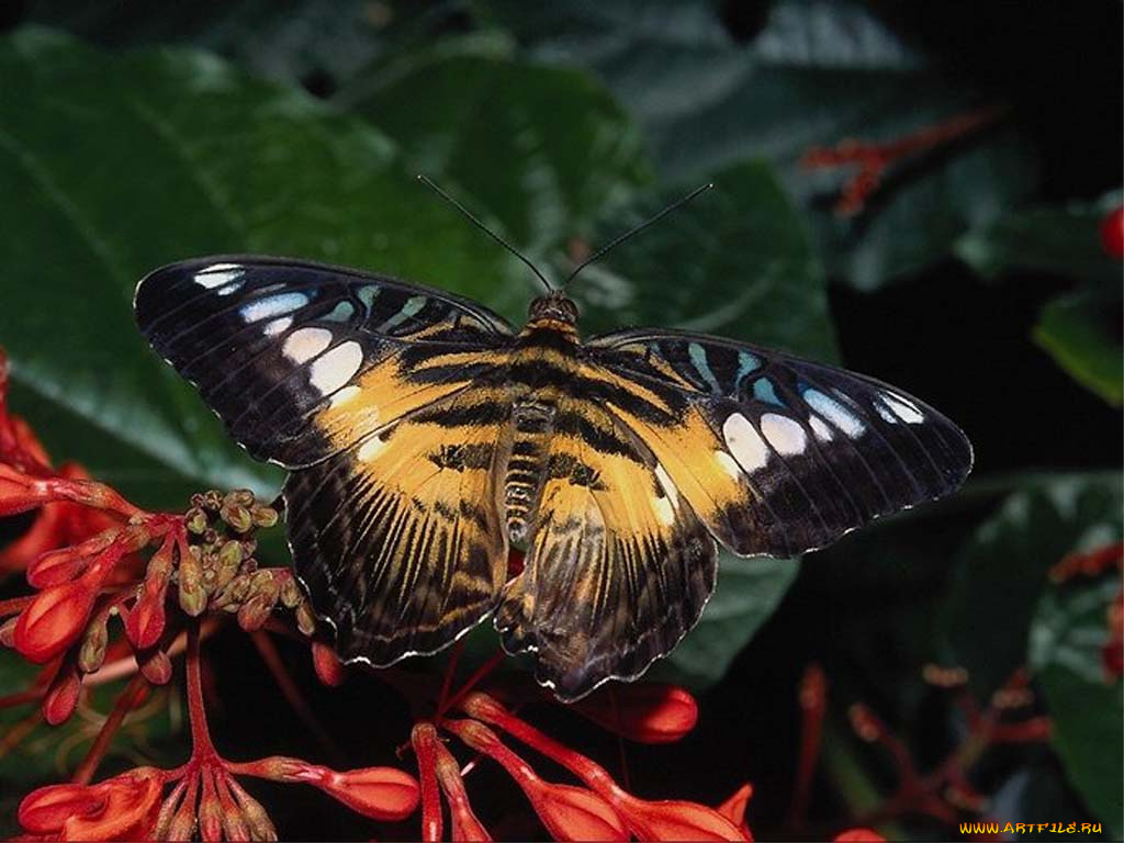 животные, бабочки