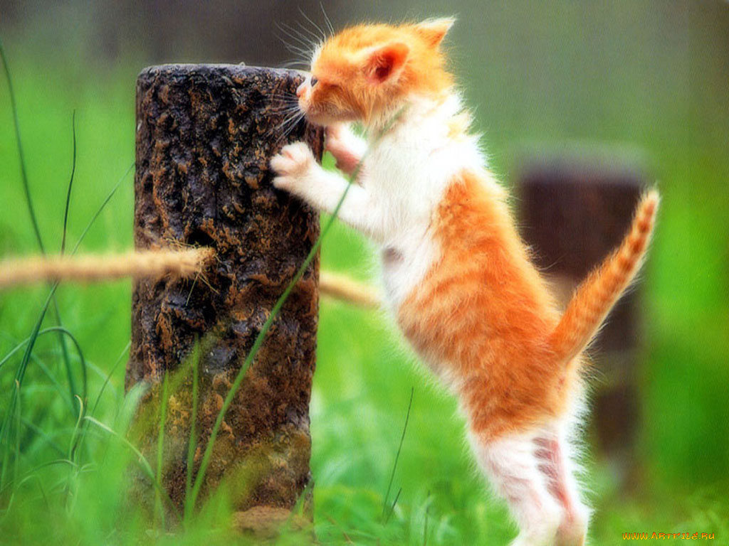 животные, коты