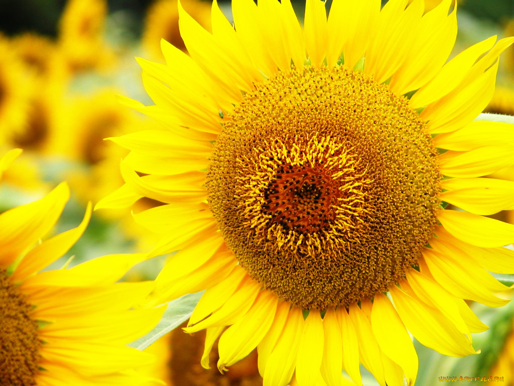 цветы, подсолнухи