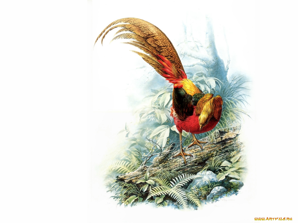 рисованные, животные, птицы