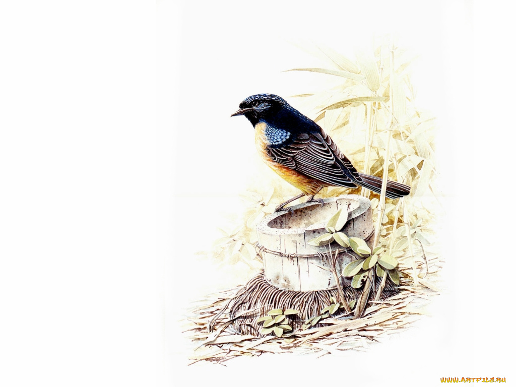 рисованные, животные, птицы