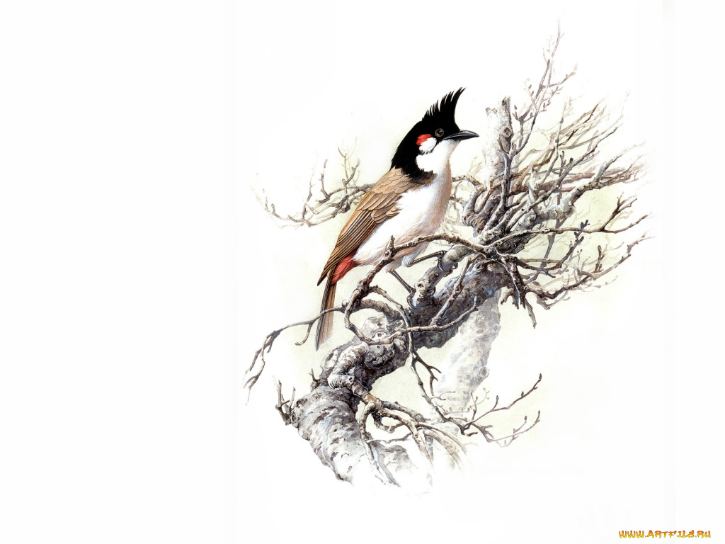 рисованные, животные, птицы