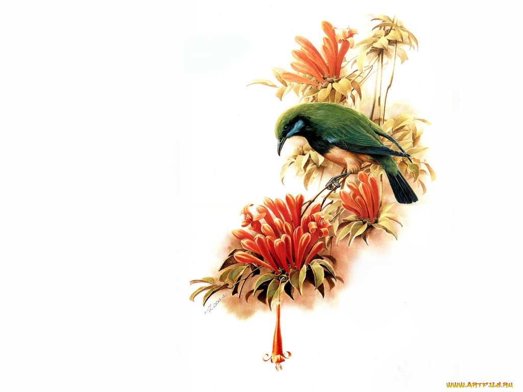 рисованные, животные, птицы