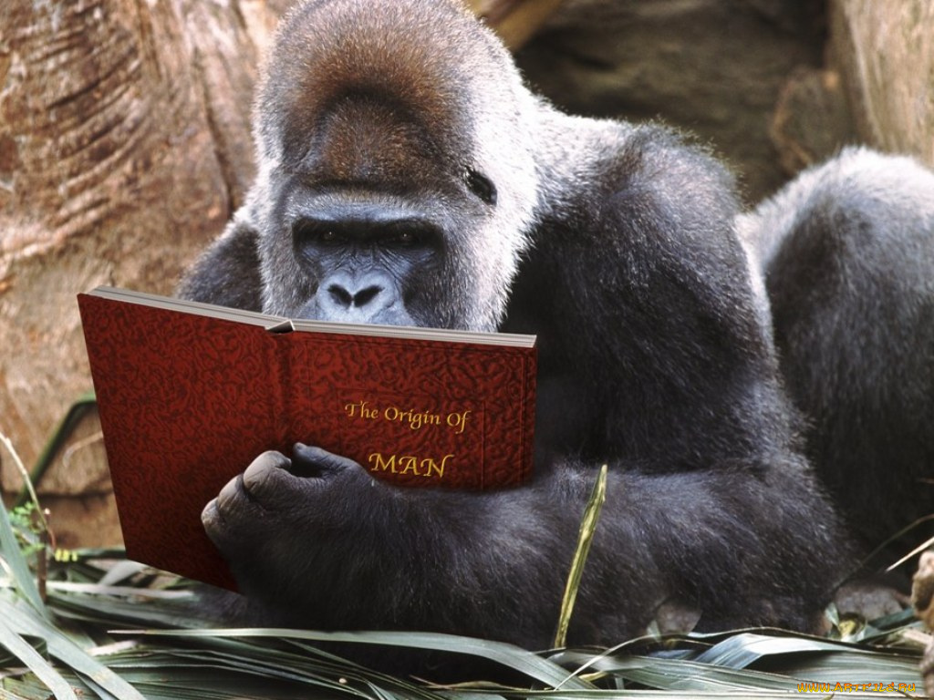 юмор, приколы