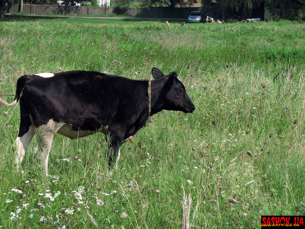 животные, коровы, буйволы