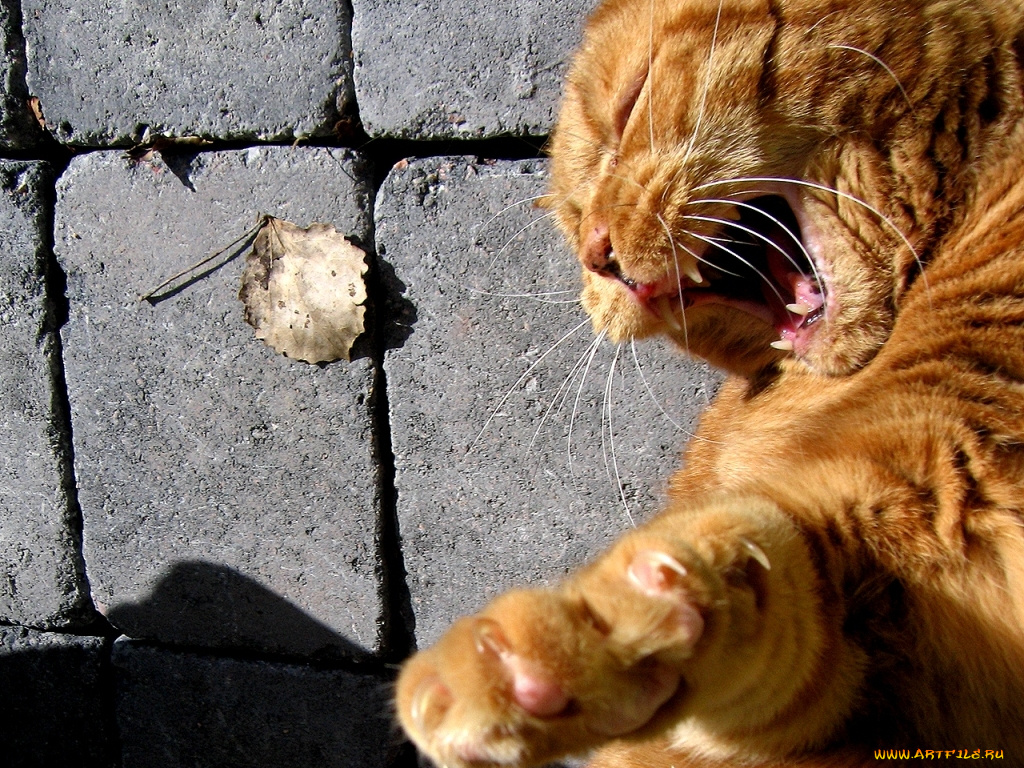 животные, коты
