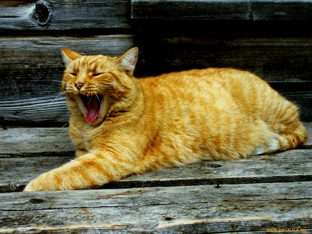 животные, коты