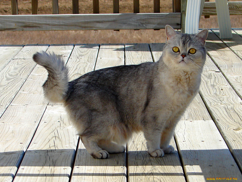 животные, коты