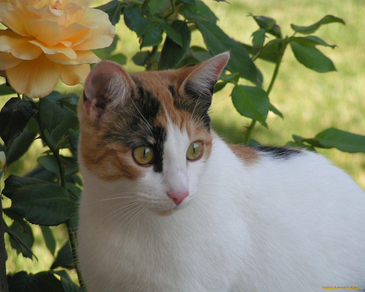 животные, коты