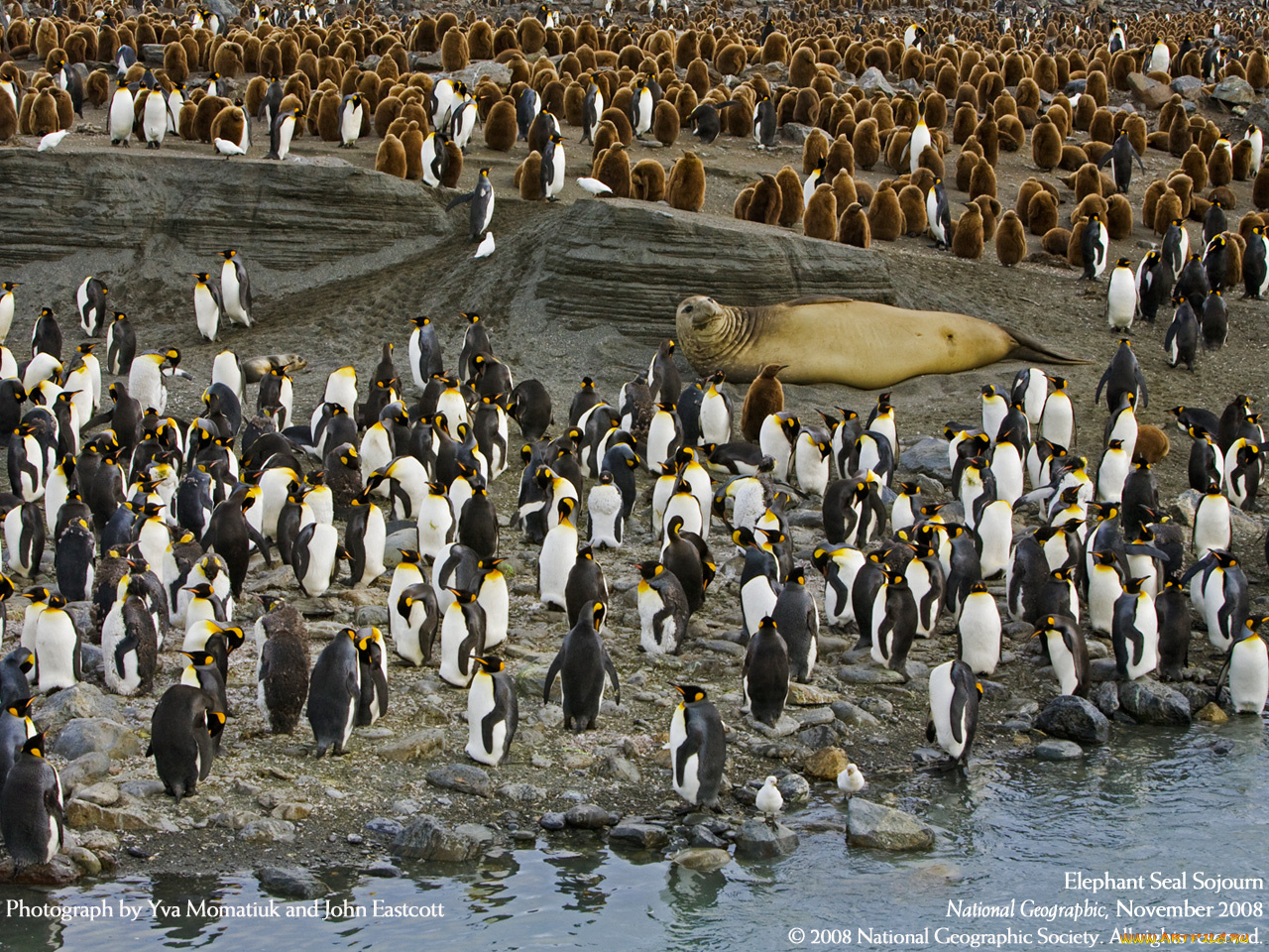 животные, разные, вместе