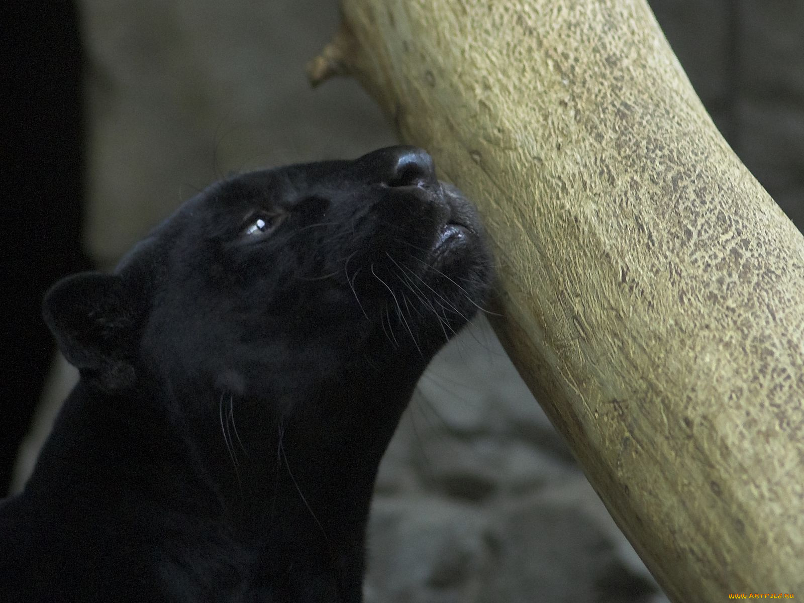 животные, пантеры