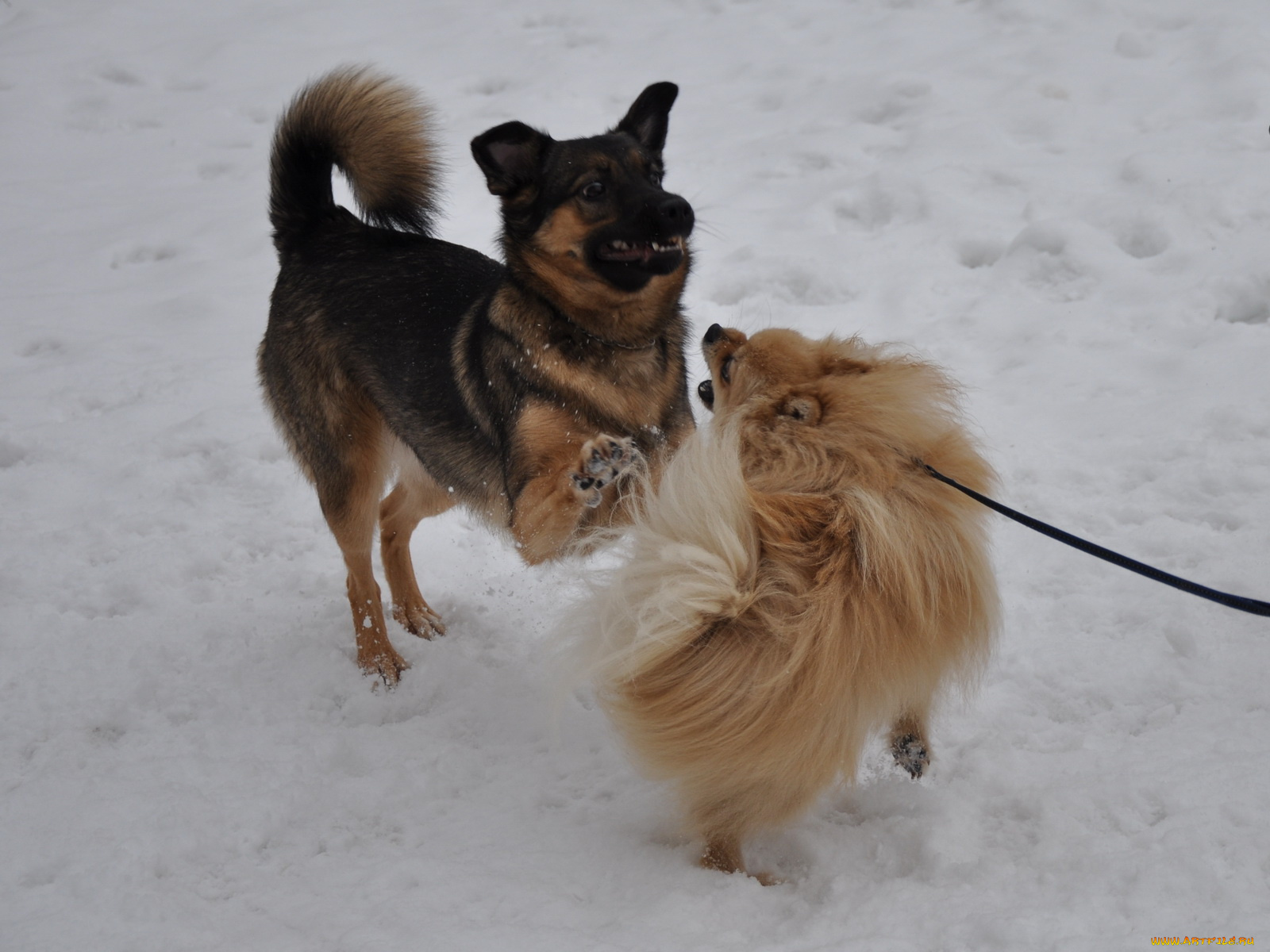 животные, собаки