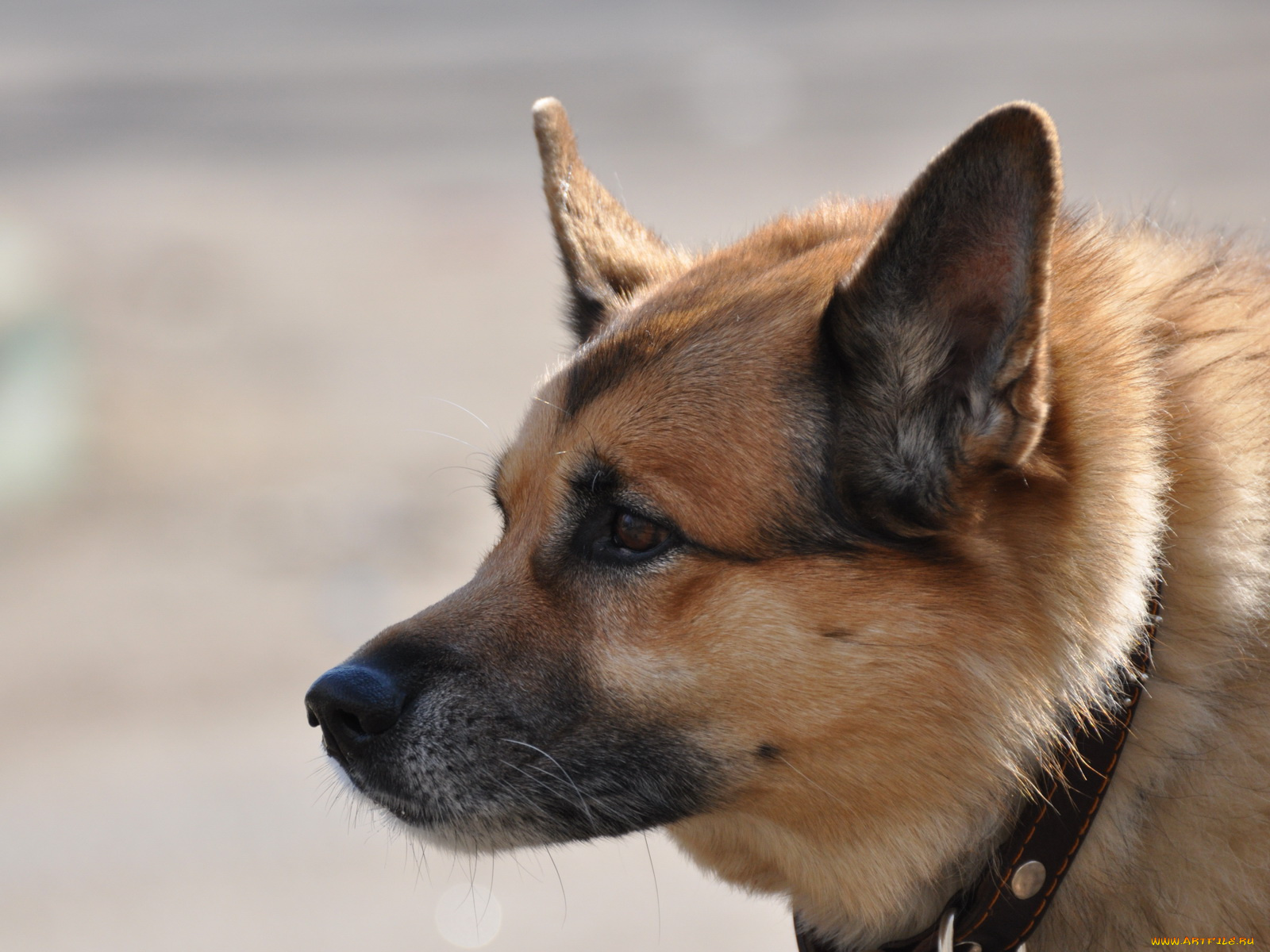 животные, собаки