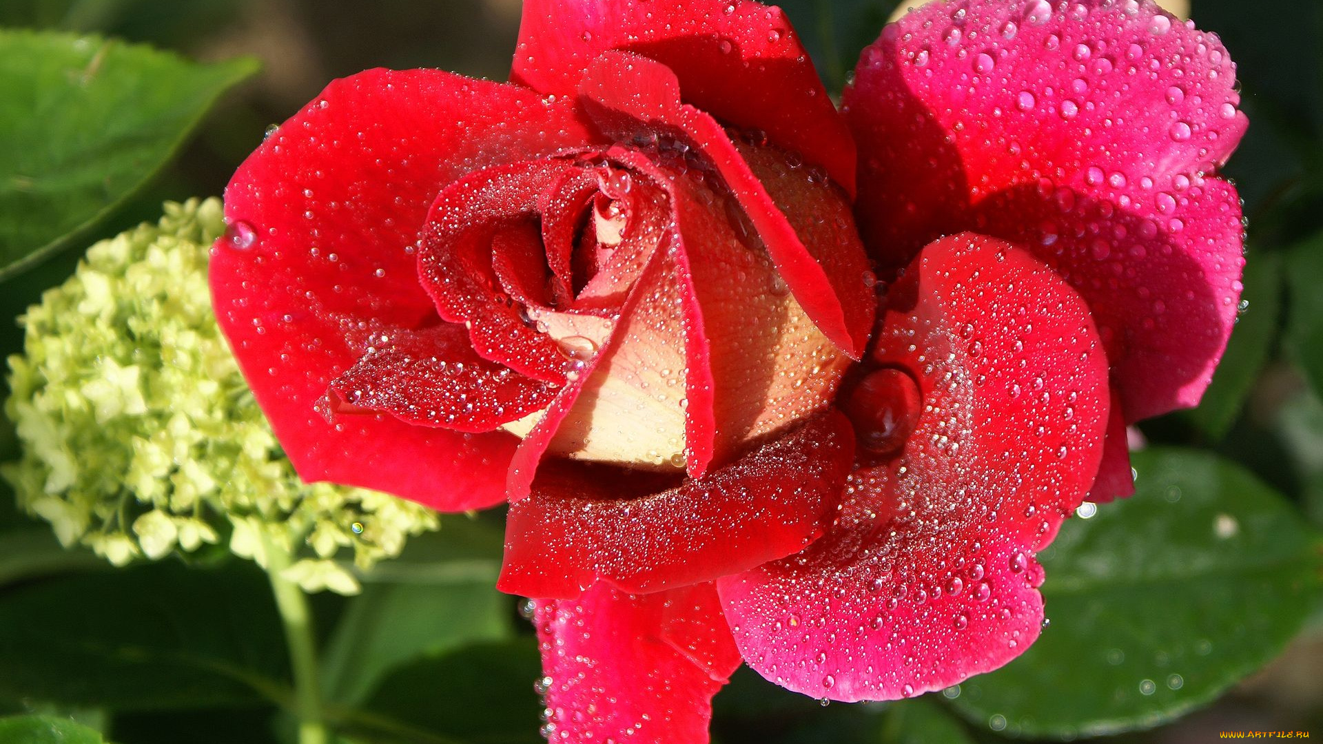 цветы, розы