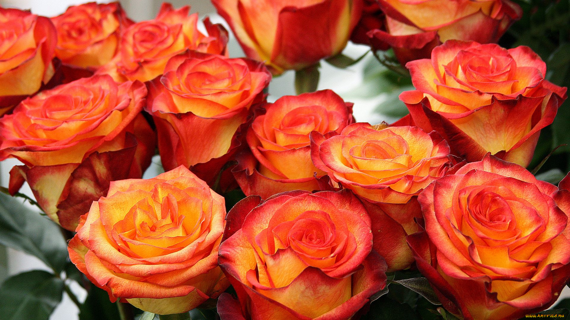 цветы, розы