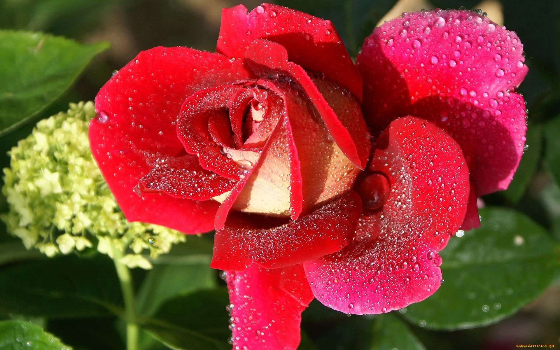 цветы, розы