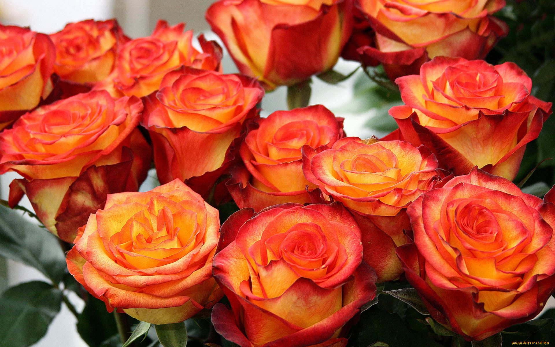 цветы, розы