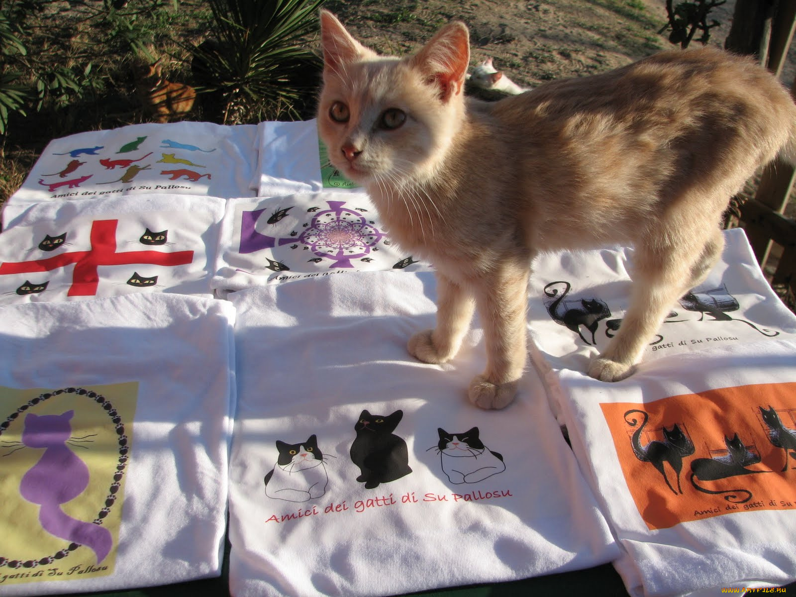 животные, коты, котенок