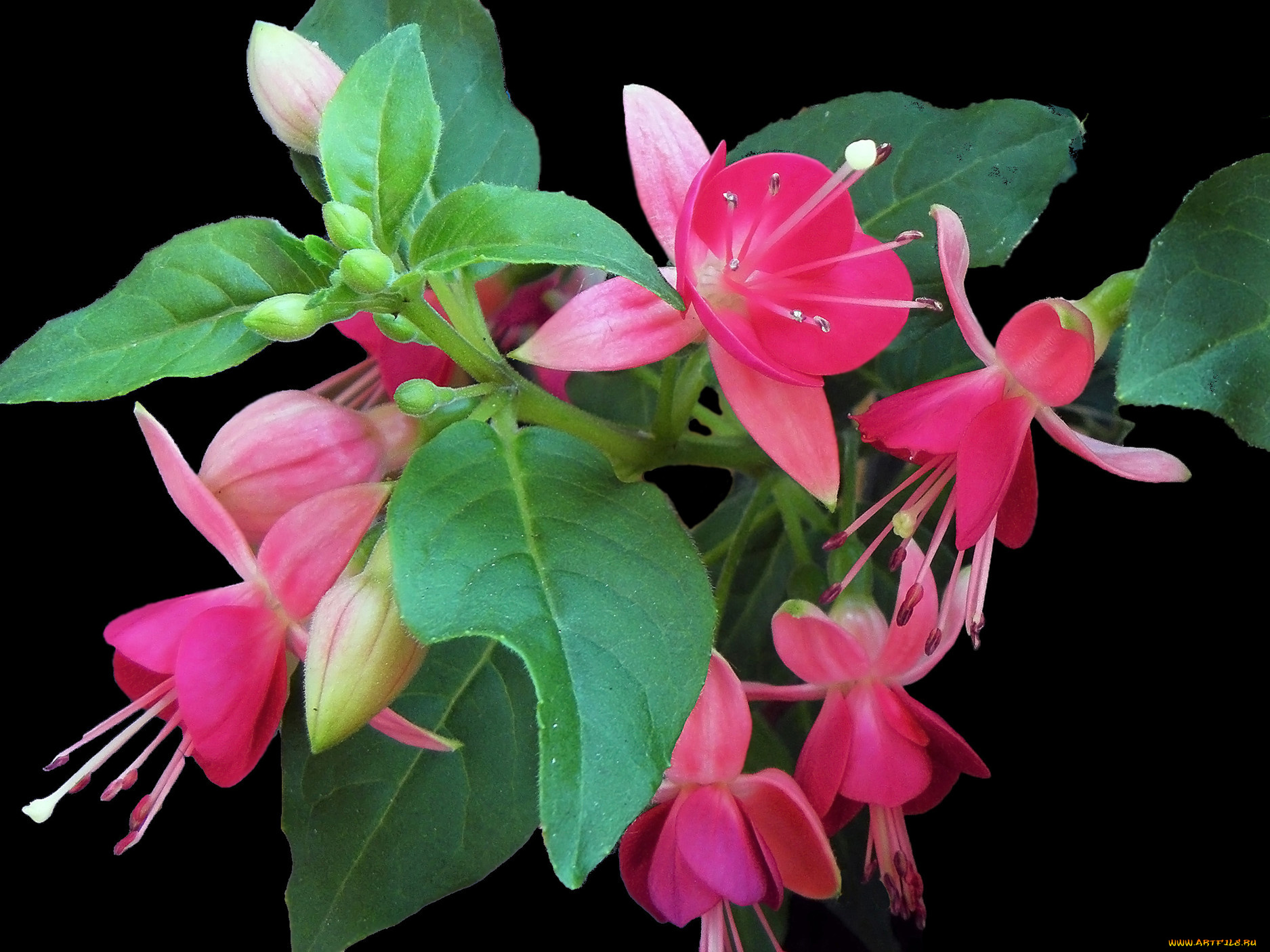 цветы, фуксия