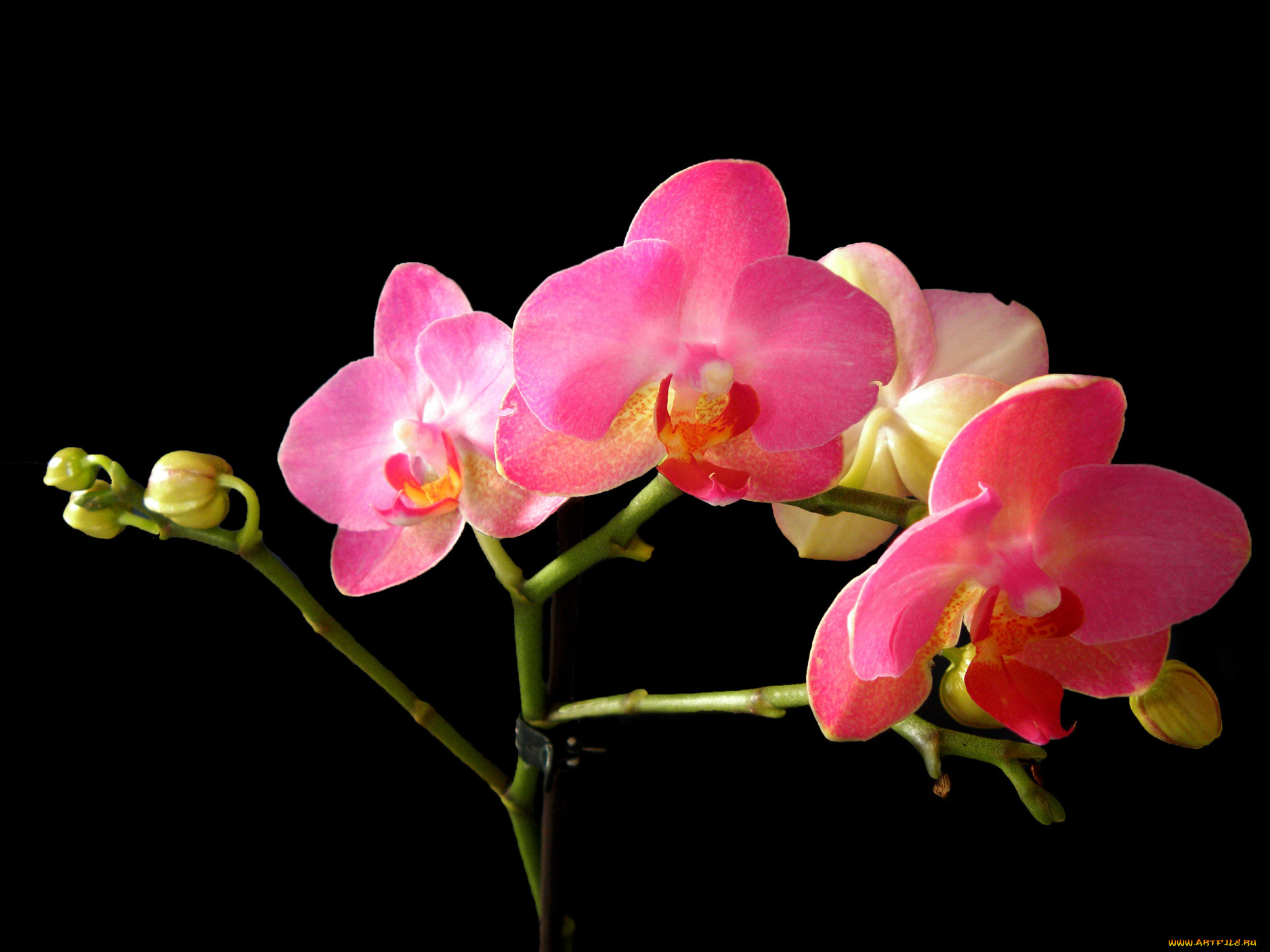 цветы, орхидеи