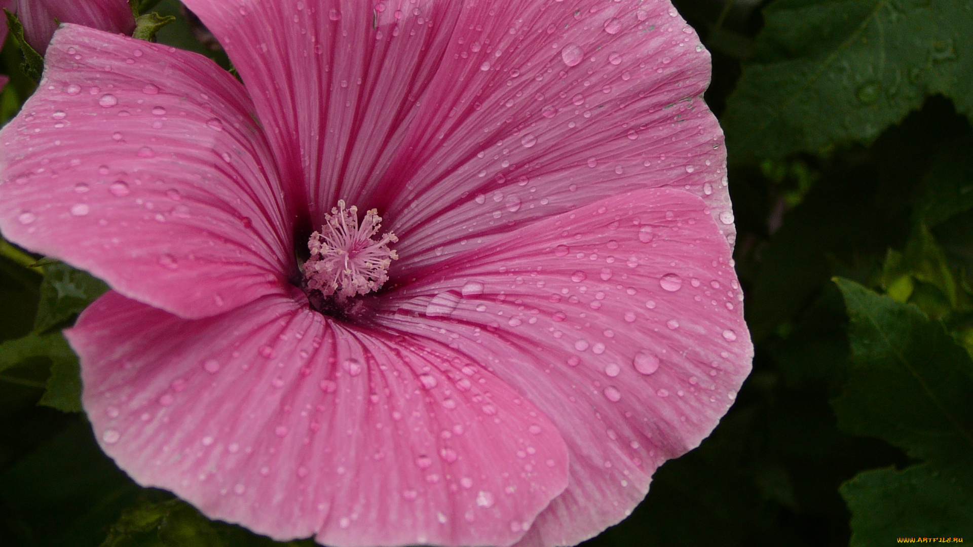 цветы, лаватера