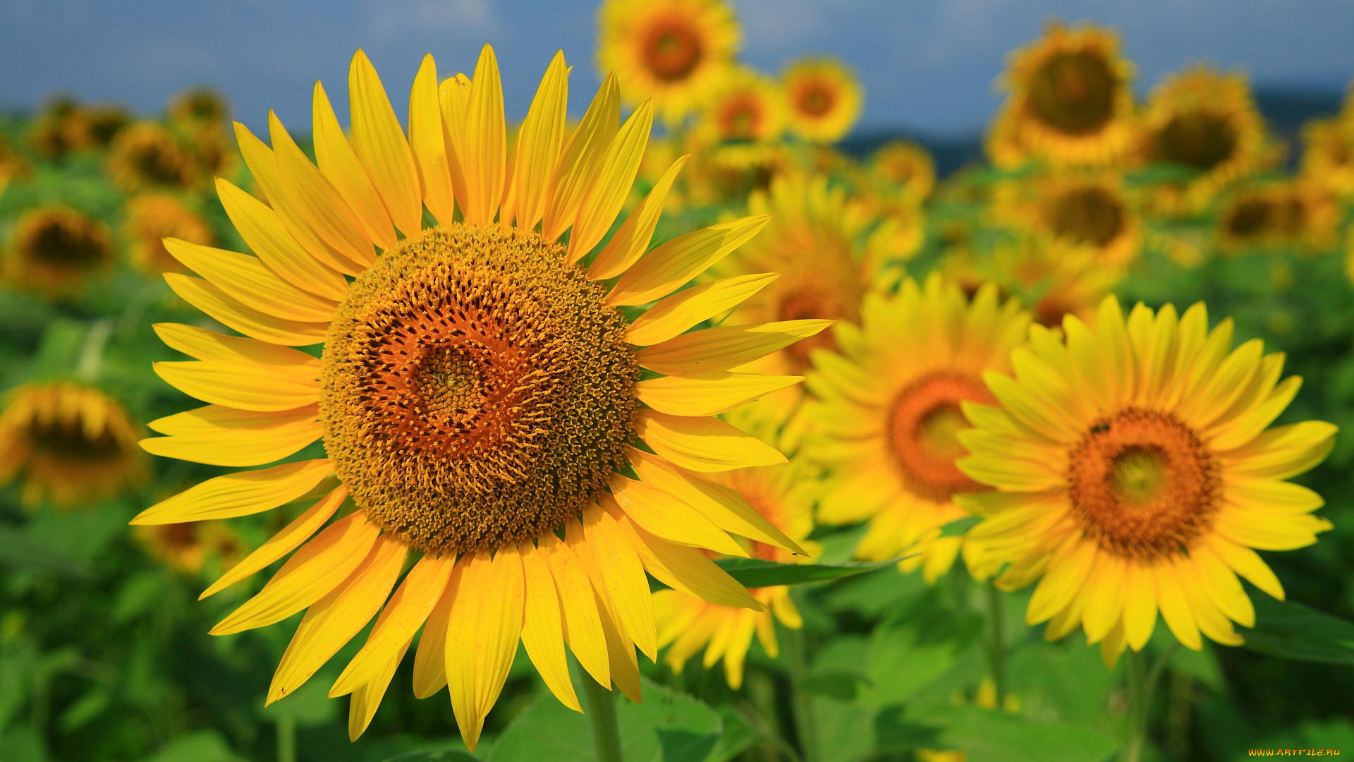 цветы, подсолнухи