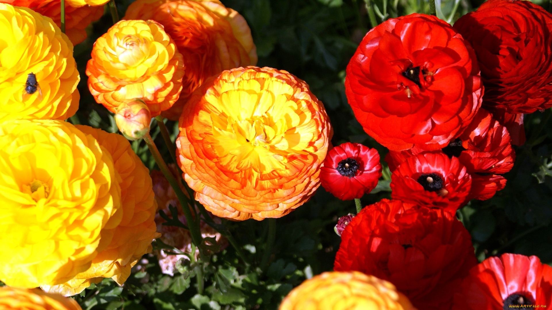 ранункулюсы, цветы, ранункулюс, азиатский, лютик, желтый, красный
