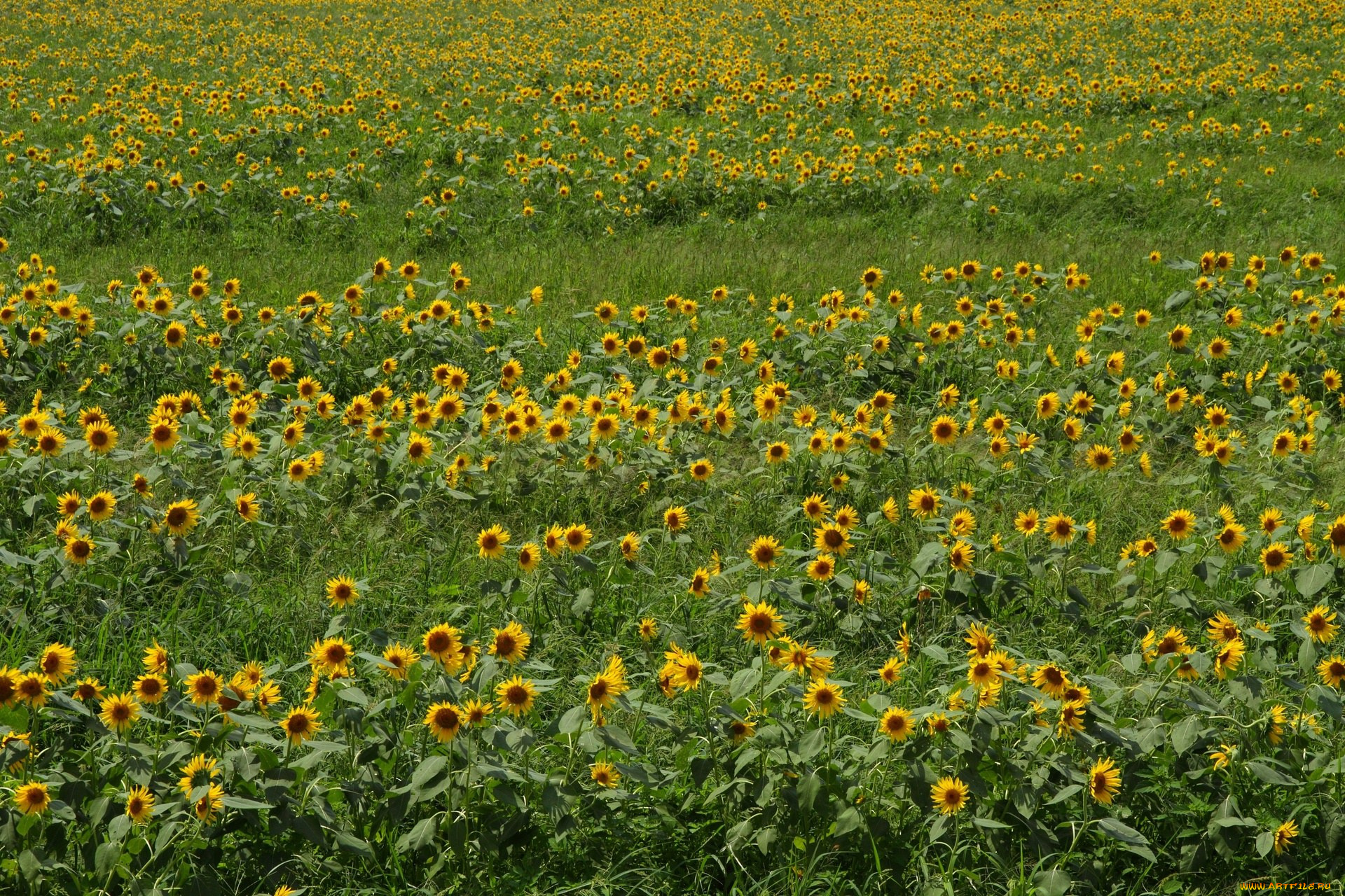 цветы, подсолнухи