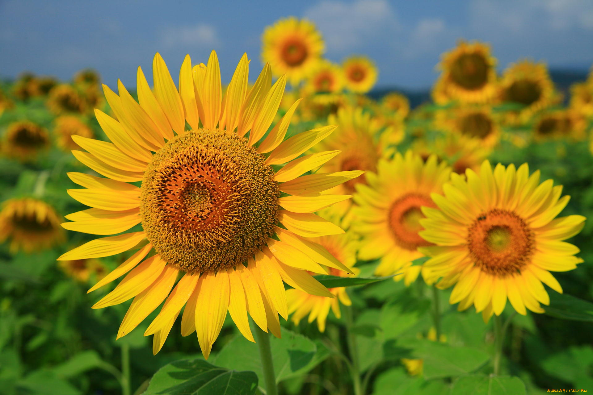 цветы, подсолнухи