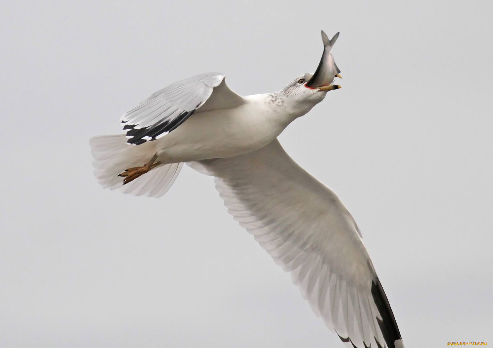 животные, Чайки, бакланы, крачки, чайка