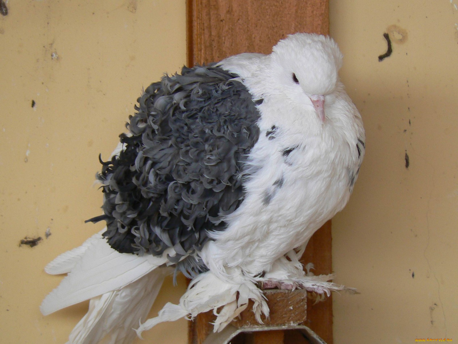 животные, голуби, голубь