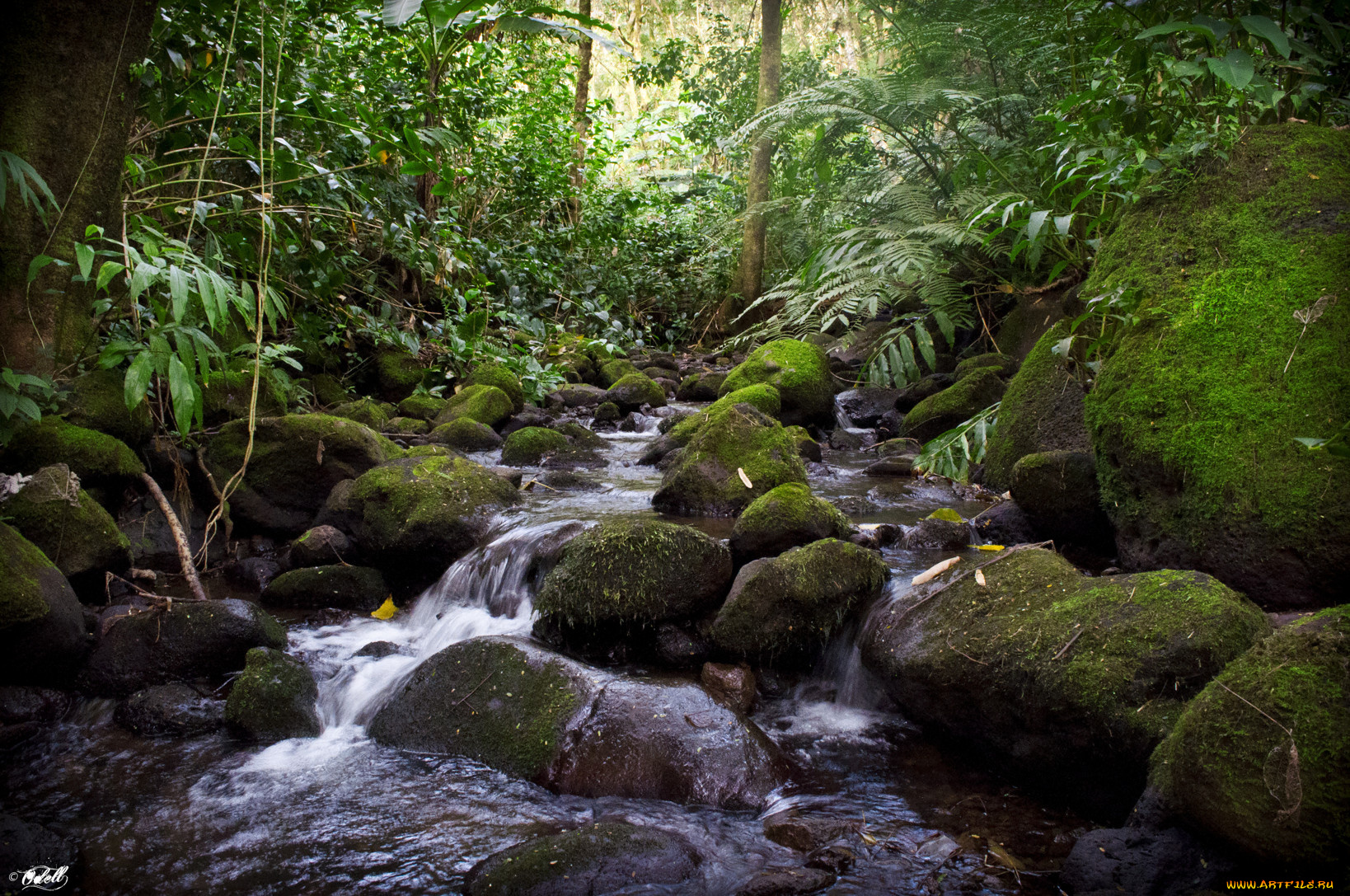 природа, реки, озера, камни, деревья, ручей, мох