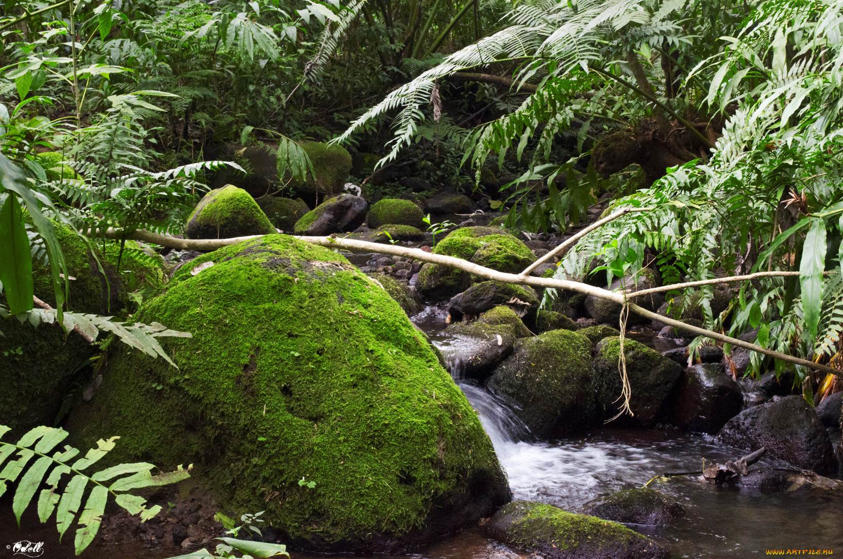 природа, реки, озера, мох, ручей, деревья, камни
