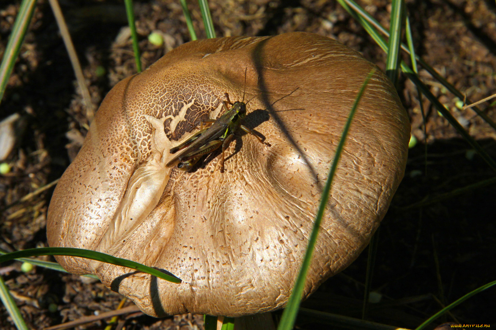 природа, грибы, гриб