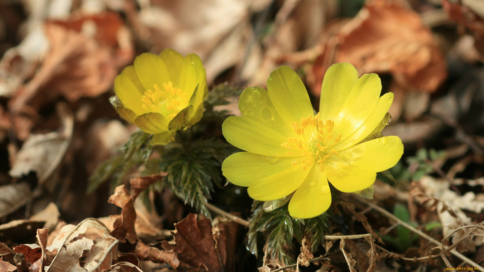 цветы, анемоны, адонисы, лепестки