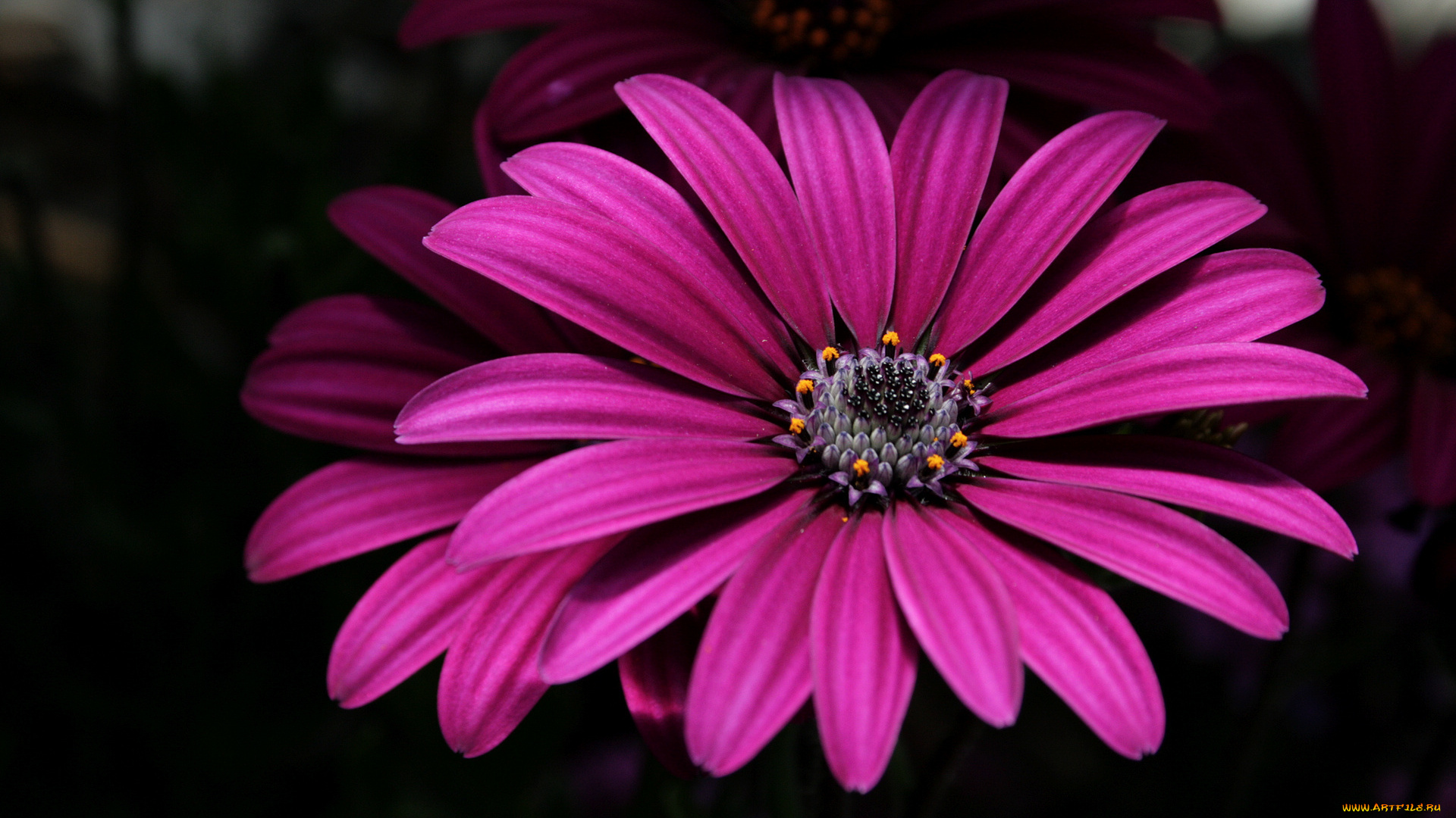 цветы, диморфотеки, лепестки