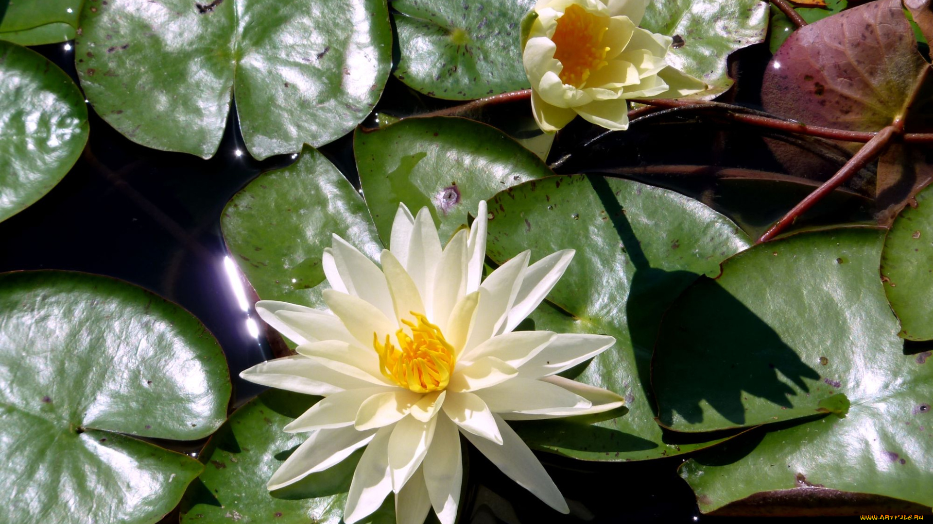 цветы, лилии, водяные, нимфеи, кувшинки, вода, белый
