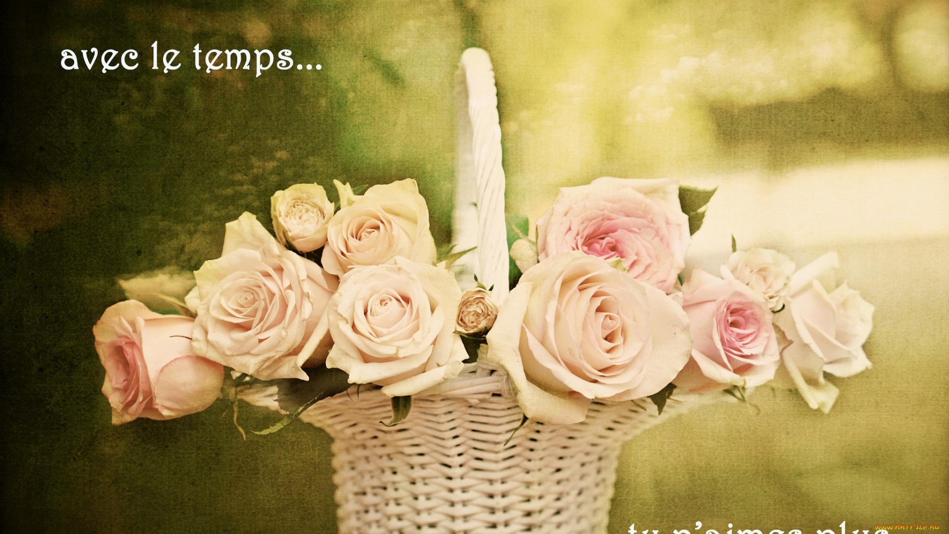 цветы, розы, бутоны, корзинка, elena, di, guardo