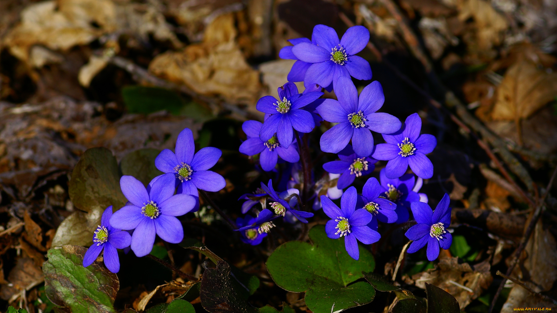 цветы, ветреницы, печёночницы, фиолетовый, печеночницы